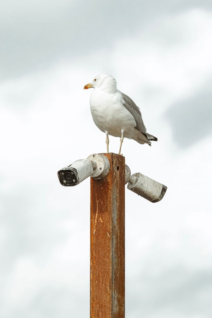 About Close-up of a seagull perched atop a rusty CCTV camera pole against a cloudy sky.